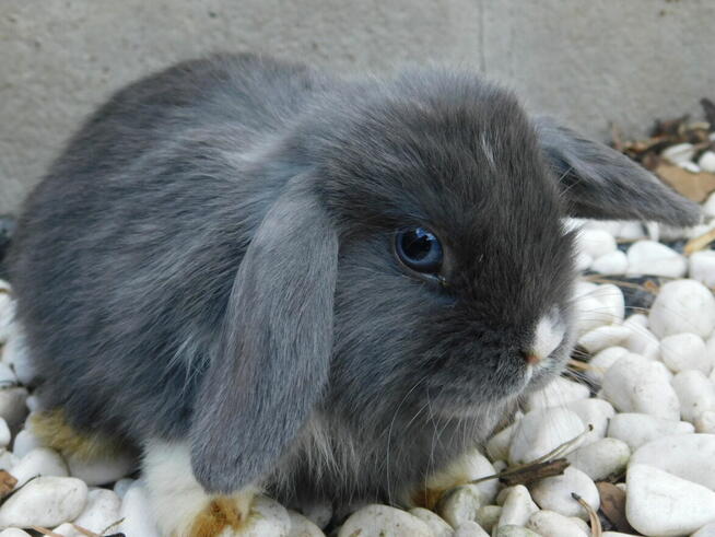 Baranki mini lop