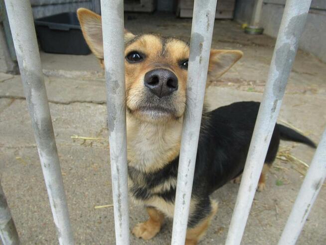 Maleńka Ola do adopcji
