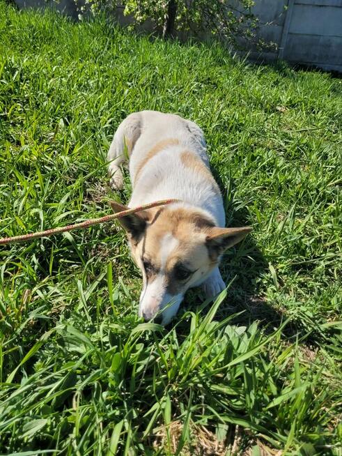 Lili do adopcji