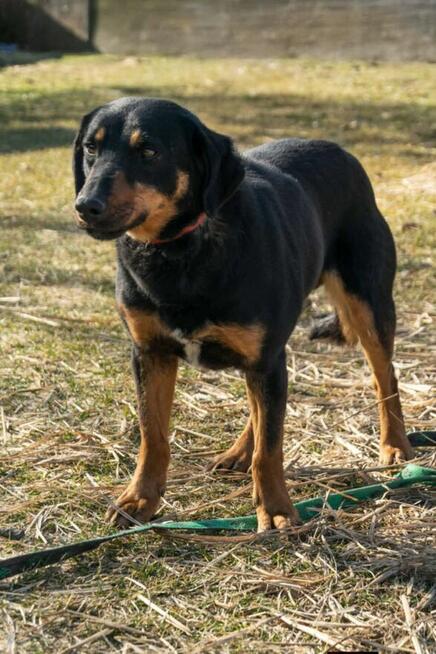 Szafirek do adopcji