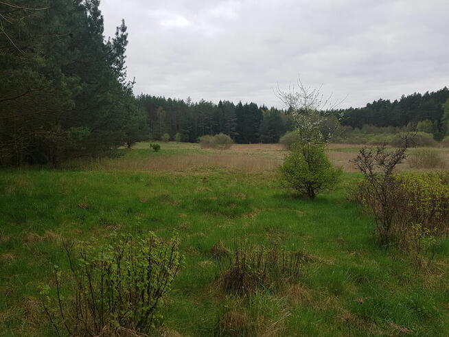 SPRZEDAM DZIAŁKĘ 15500M2 MAROZ WAPLEWO