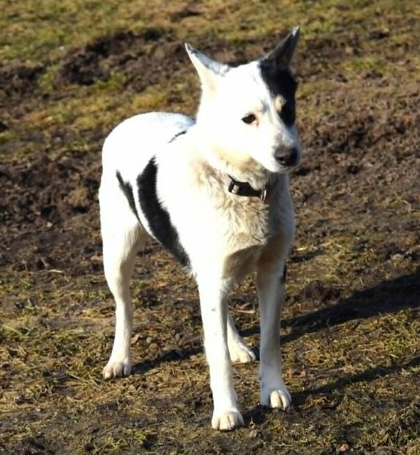 BIBI mała sunia łagodna i kochana szuka domu