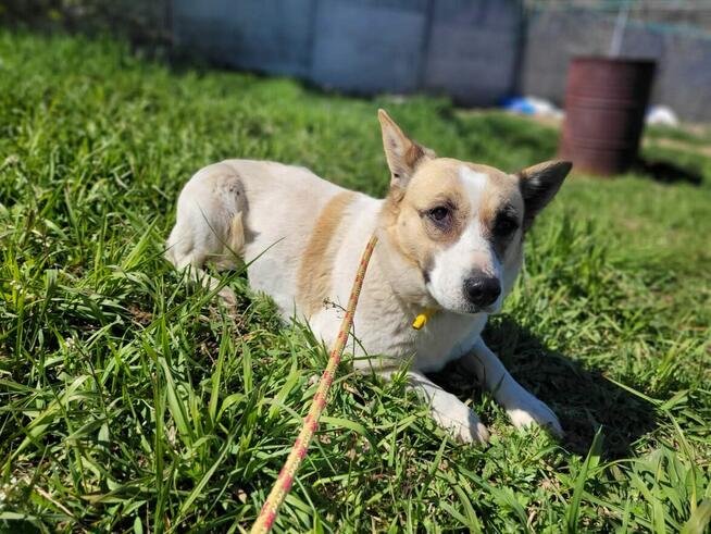 Lili do adopcji