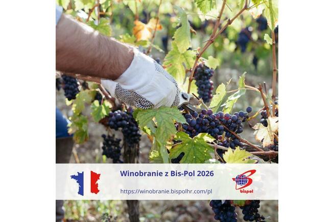 Winobranie 2026