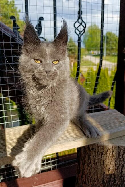 Niebieski kocurek Maine Coon - FPL