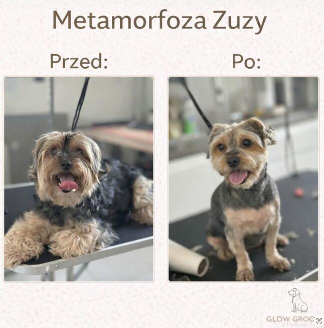Strzyżenie psów Łódź i okolice - mobilny groomer