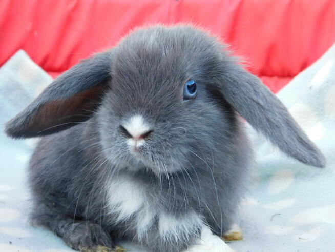 Niebieskie baranki mini lop
