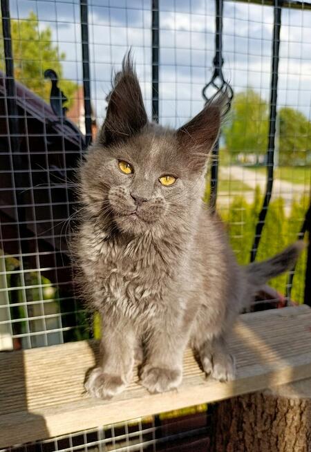 Niebieski kocurek Maine Coon - FPL