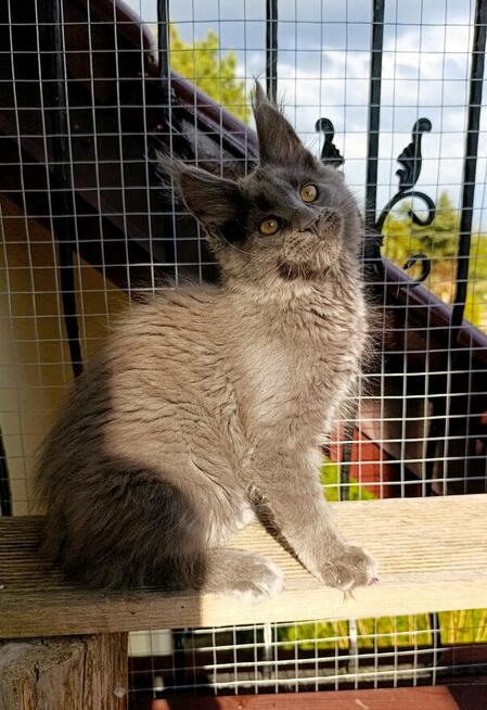Niebieski kocurek Maine Coon - FPL