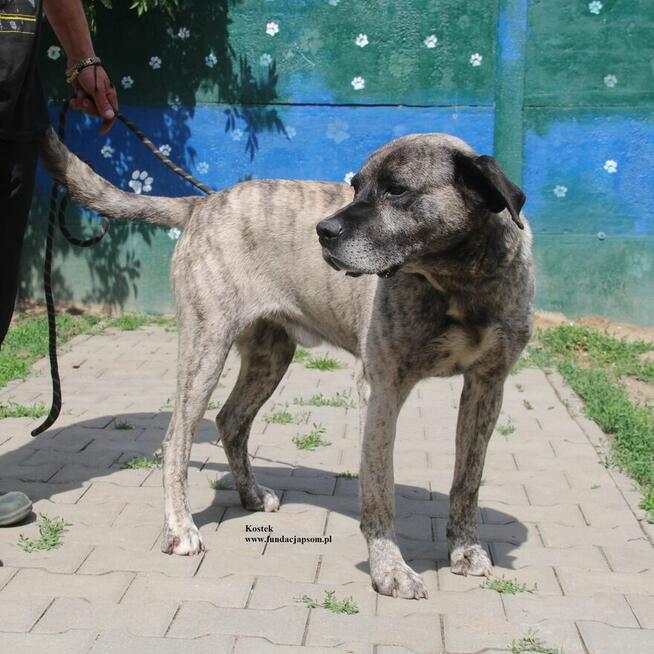 Kostek