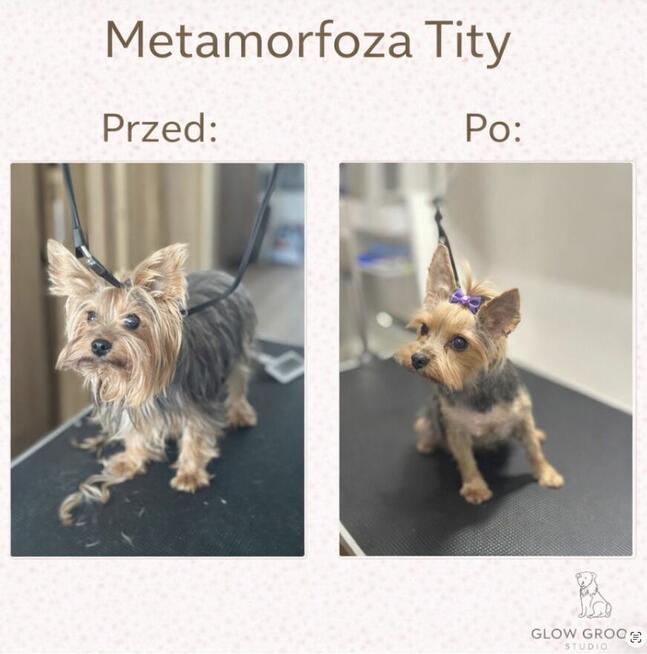 Strzyżenie psów Łódź i okolice - mobilny groomer