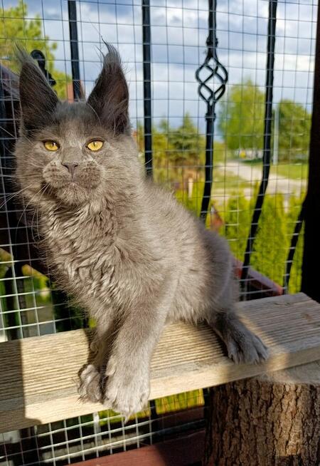 Niebieski kocurek Maine Coon - FPL