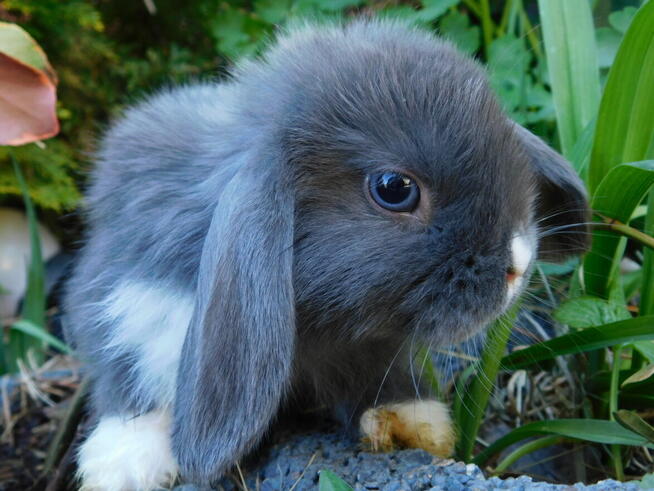 Niebieskie baranki mini lop