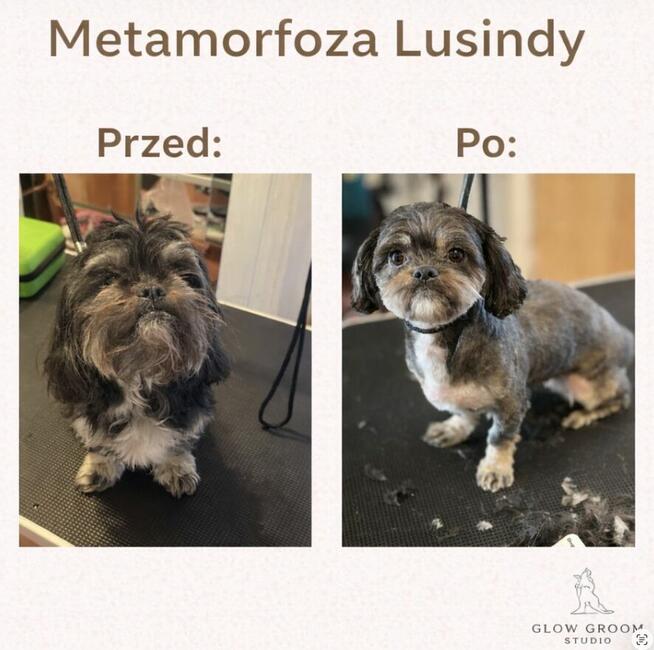Strzyżenie psów Łódź i okolice - mobilny groomer