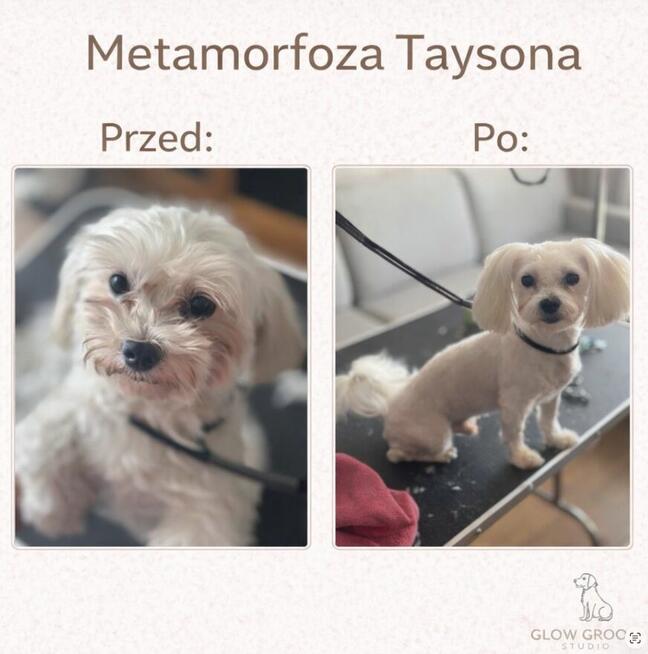 Strzyżenie psów Łódź i okolice - mobilny groomer