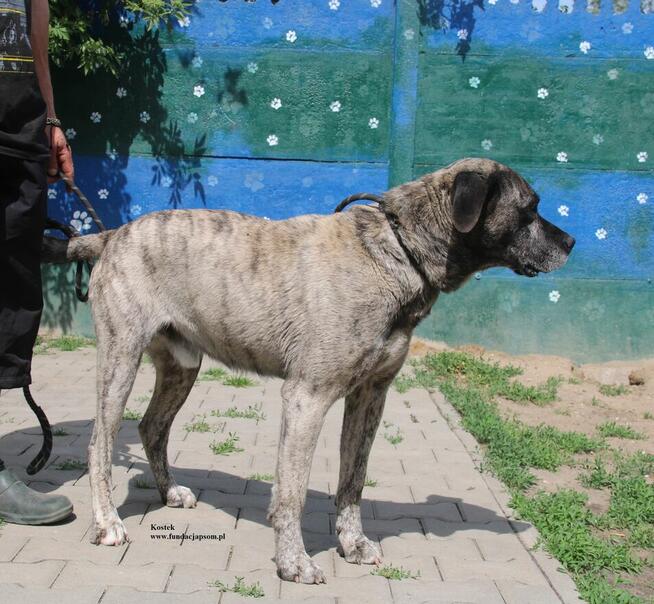 Kostek