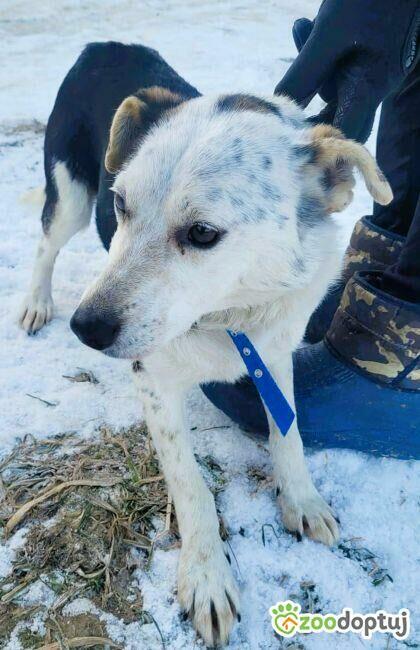 BALU - kochany psiak traci nadzieję w schronisku