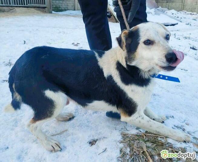 BALU - kochany psiak traci nadzieję w schronisku