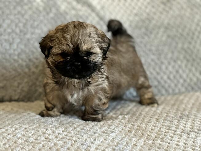Pieski shih tzu