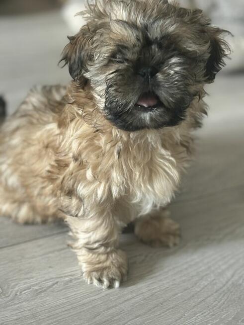 Pieski shih tzu