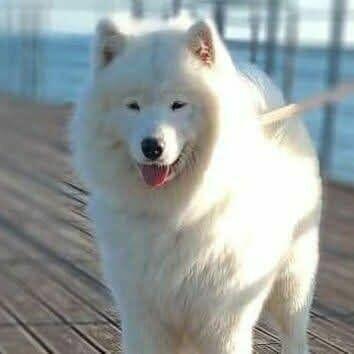 Samoyed szczenięte ZKwP Szczecin