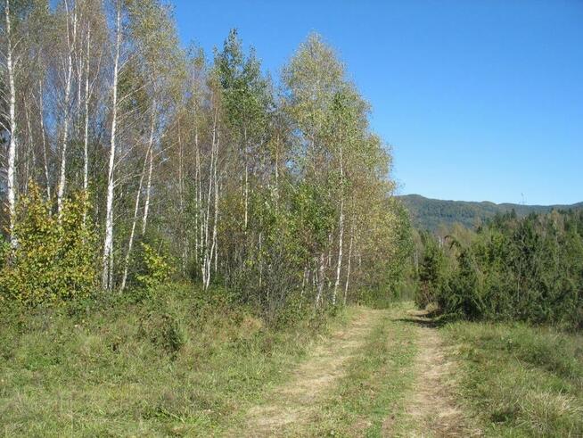 Piękna działka leśna - Bieszczady