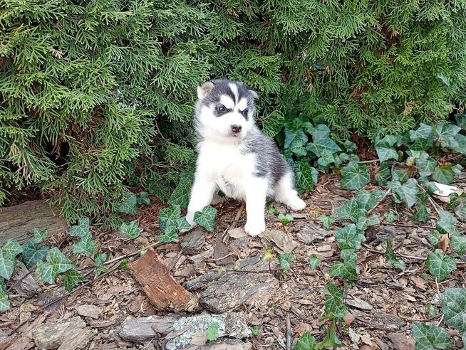 Siberian husky boy Sonic