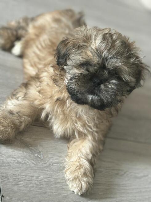 Pieski shih tzu