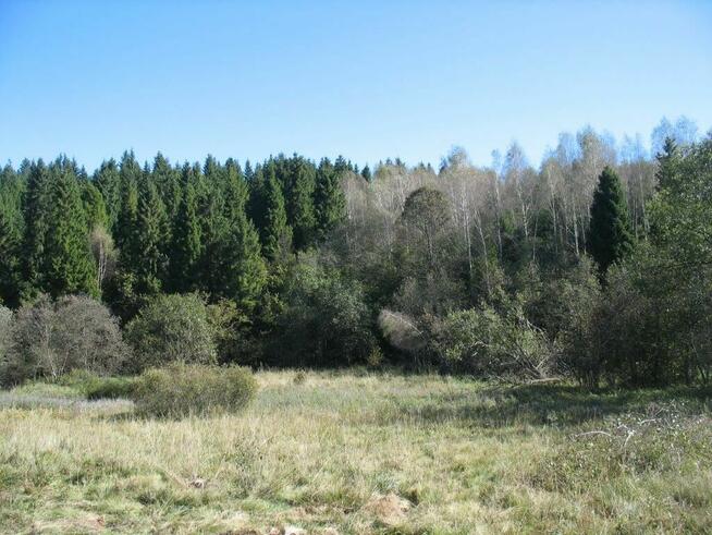 Piękna działka leśna - Bieszczady