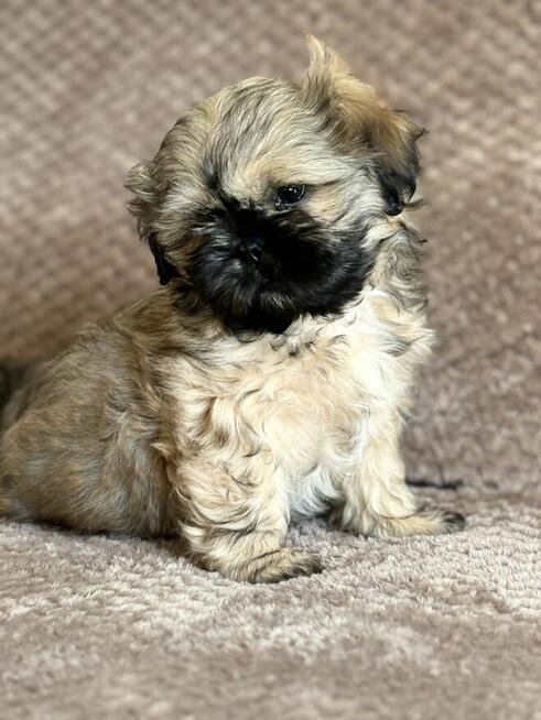 Pieski shih tzu