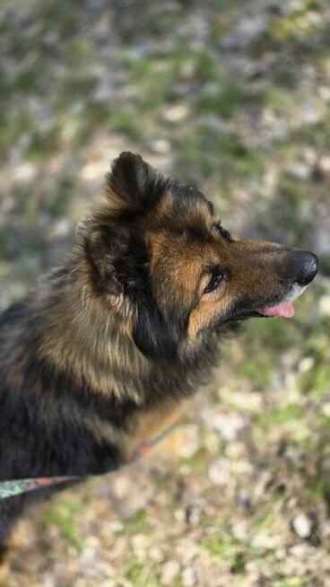 LEO, piękny misio szuka domku!