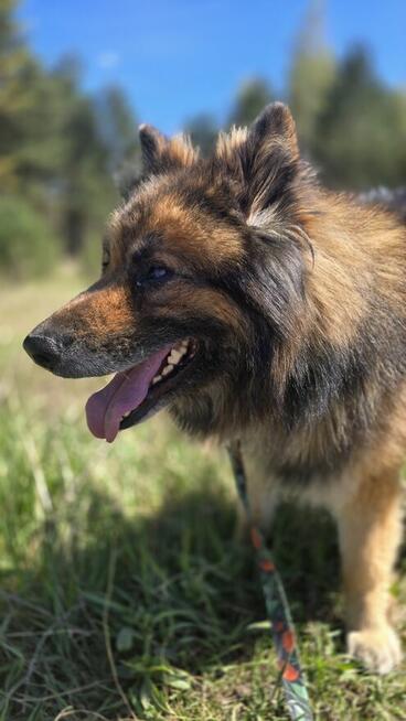 LEO, piękny misio szuka domku!