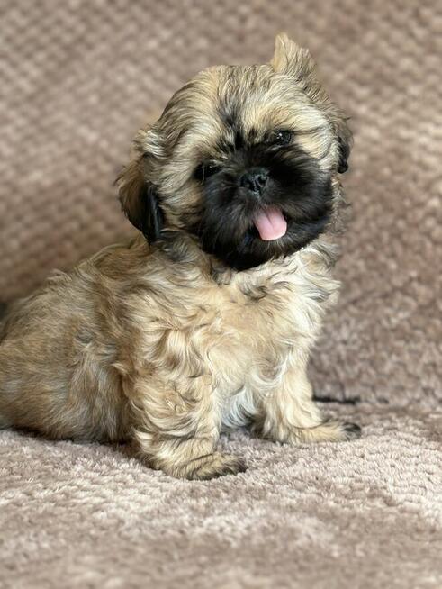 Pieski shih tzu