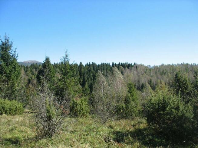 Piękna działka leśna - Bieszczady