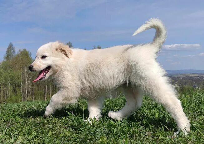 Rasowa suczka XJA ee-red Border Collie z pełną dok. przebada