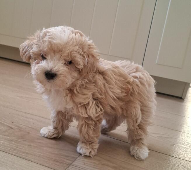 Maltipoo chlopiec 10tyg.inteligemcja Pudla urok Maltńczyka