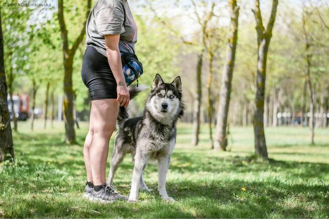 Piorun-pies w typie husky czeka na świadomy rasy dom