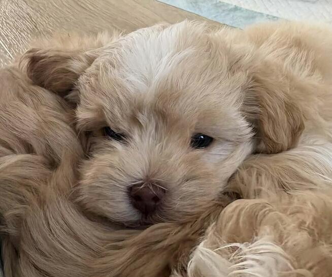 Maltipoo chlopiec 10tyg.inteligemcja Pudla urok Maltńczyka