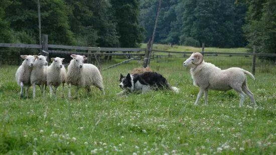 Rasowa suczka XJA ee-red Border Collie z pełną dok. przebada