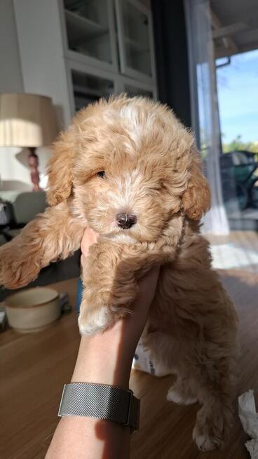 Maltipoo chlopiec 10tyg.inteligemcja Pudla urok Maltńczyka