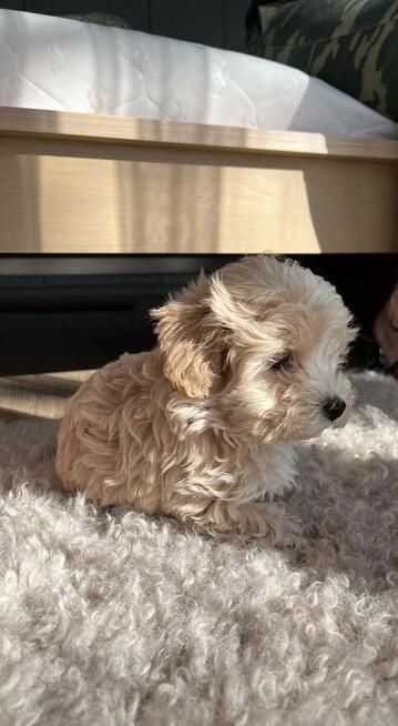 Maltipoo chlopiec 10tyg.inteligemcja Pudla urok Maltńczyka