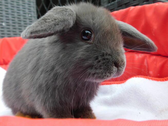 Baranek mini lop beżowa samiczka i niebieska
