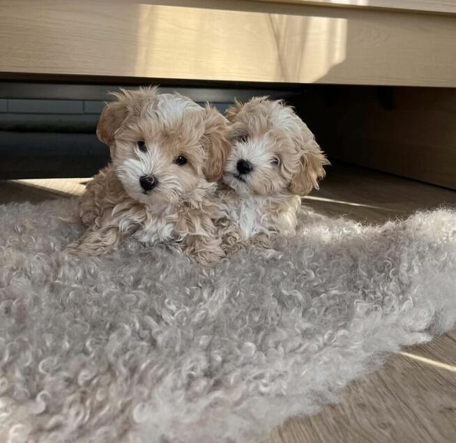 Maltipoo chlopiec 10tyg.inteligemcja Pudla urok Maltńczyka