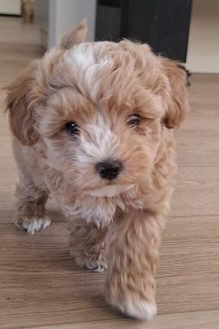 Maltipoo chlopiec 10tyg.inteligemcja Pudla urok Maltńczyka