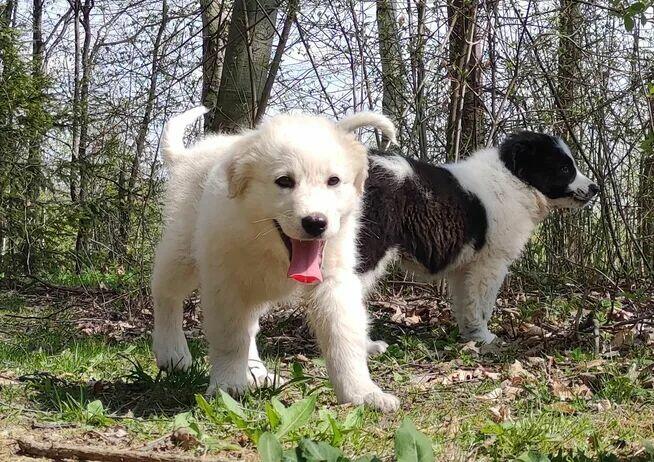 Rasowa suczka XJA ee-red Border Collie z pełną dok. przebada