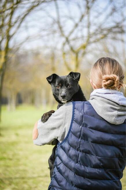 Fistaszek- fajny niewielki czarny młody psiak do adopcji