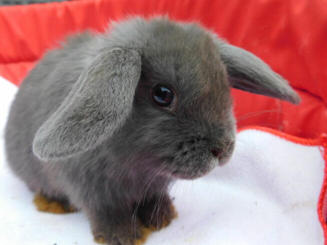 Niebieskie baranki mini lop