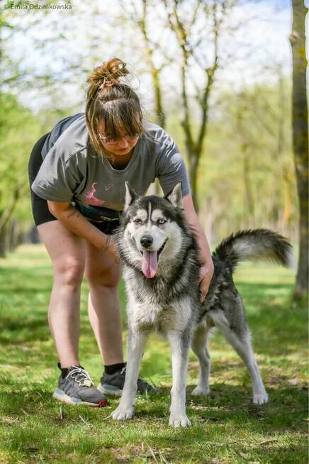 Piorun-pies w typie husky czeka na świadomy rasy dom