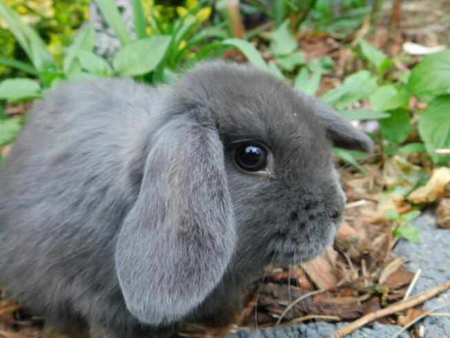 Baranek mini lop beżowa samiczka i niebieska