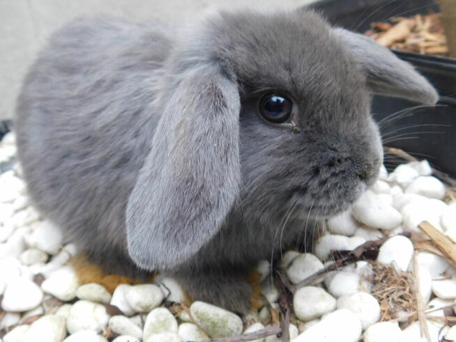 Baranek mini lop beżowa samiczka i niebieska